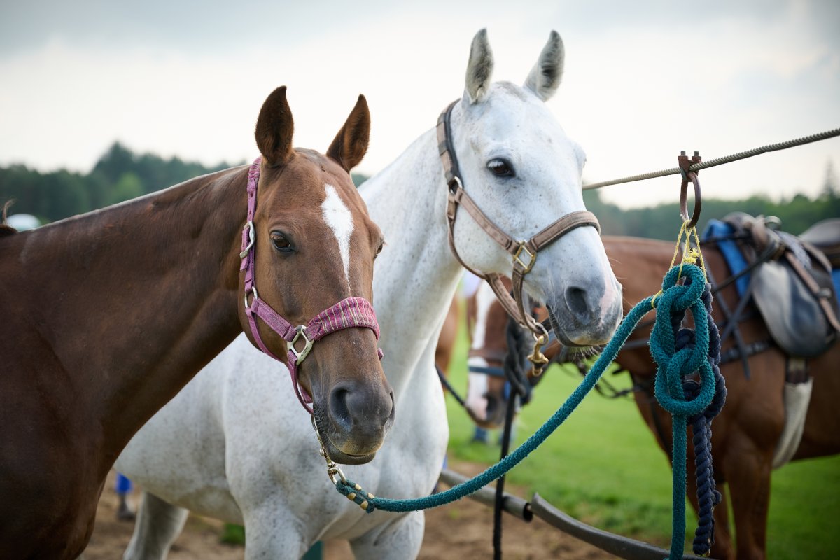 Cowdray Park Polo Club tweet media