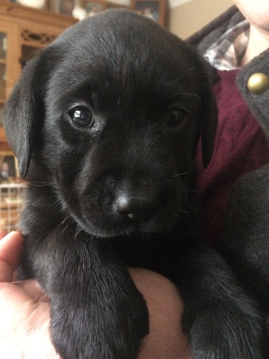 peeleyb's tweet photo. Happy birthday #moose 7 today! Only seems like yesterday we were bringing him home… 
 #labradorable https://t.co/hCq9IUyG4S
