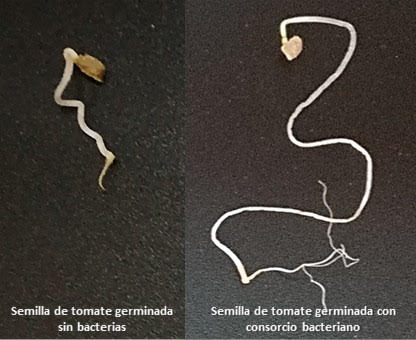 UniversidadAnd's tweet image. 🔬Investigadores andaluces demuestran los beneficios de una comunidad bacteriana contra el cambio climático en el tomate

🍅 La herramienta protege a la planta contra el calor, tiene financiación de @UniversidadAnd y se pone a disposición del agricultor ➡️ lajunta.es/571c9