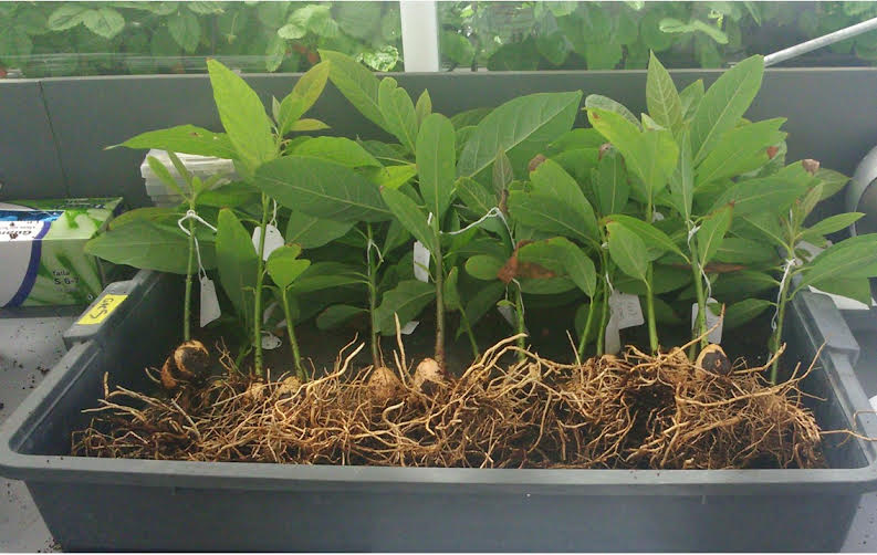 UniversidadAnd's tweet image. 🔬Investigadores andaluces demuestran los beneficios de una comunidad bacteriana contra el cambio climático en el tomate

🍅 La herramienta protege a la planta contra el calor, tiene financiación de @UniversidadAnd y se pone a disposición del agricultor ➡️ lajunta.es/571c9
