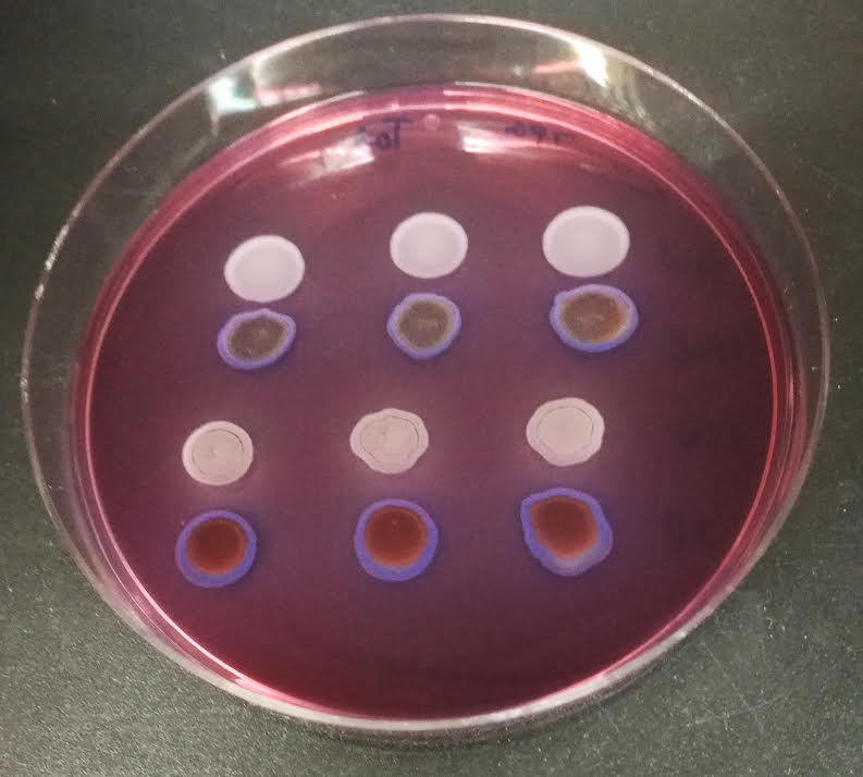 UniversidadAnd's tweet image. 🔬Investigadores andaluces demuestran los beneficios de una comunidad bacteriana contra el cambio climático en el tomate

🍅 La herramienta protege a la planta contra el calor, tiene financiación de @UniversidadAnd y se pone a disposición del agricultor ➡️ lajunta.es/571c9