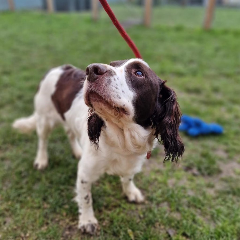 Aspen, 10 years 11 months old, Male, Springer Spaniel.

A very loving and friendly boy who loves a cuddle and a play. Has plenty of energy and loves to run around so lots of walks and enrichment would be perfect. Could possibly live with other dogs and older children.
