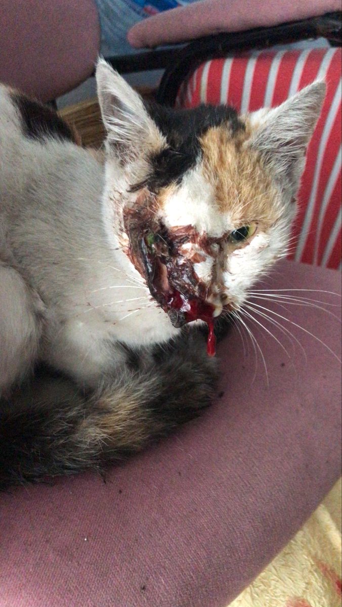 Korumaya bile alınmıyor, tedavi sonrası geri alınmıyor. İşi gücü bırakıp bunların attığı canlara kosacaksin. İlan açınca da ibanci, dilenci.
31 kedi oldu evde temizlik, mama , kum vallahi yoruldum billahi yoruldum.
Şimdi ne yapacağız bu hayvanı klinik 15 gündür ödeme bekliyor++