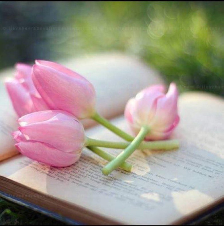 alim68438600's tweet photo. كل ماكان قلب الانسان نظيف وخالي من الحقد ، والحسد ، والكبر ، واحتقار الناس ، والسخريه منهم ، كل ماتحسنت حياته ، وصحته ، وعلاقته مع الآخرين🌹 https://t.co/ko7q5B4jm3