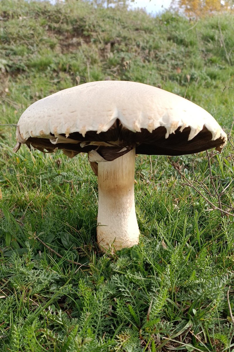 Hem trobat rovellons!! Avui dinarem bé!