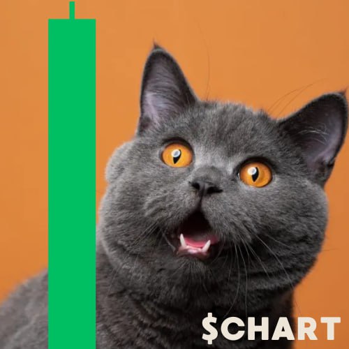 Chartreux Cat tweet media