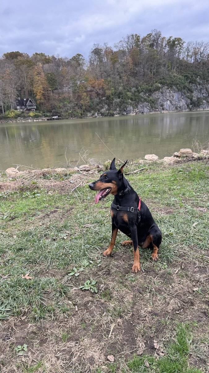 Doberman_Nation's tweet photo. Brooklyn https://t.co/OQVJs87QBn