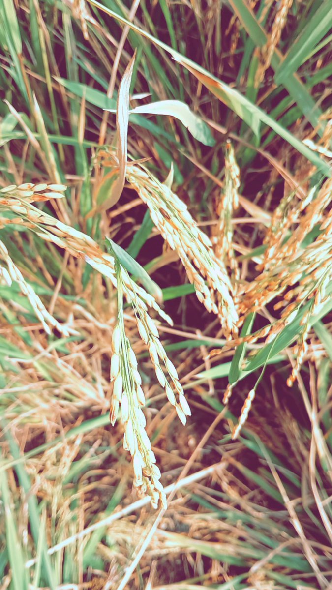 Praveen_nature's tweet photo. #Paddy #Paddyfeilds #Rice #Village #Villagelife #Villagephotography #Nature #Natureshot #NatureTherapy #NaturePhotograhpy #India https://t.co/DqcRhkTVnk