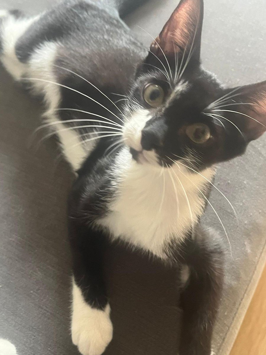 MNashCatRescue's tweet photo. Bisto’s still waiting for his forever home this #Caturday! He’s very fond of cuddles &amp; kisses but also very energetic: with his long legs, he loves jumping around catching toys! He has the manners of a  true gentleman &amp; is the ideal family pet. #AdoptDontShop #Buckinghamshire https://t.co/KB6YdeC1lr