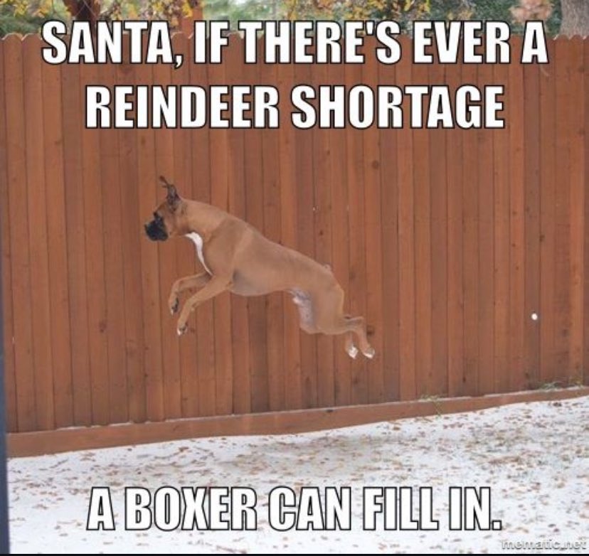 Boxer Stella (RIP Sacha) (@boxer_sacha) on Twitter photo 