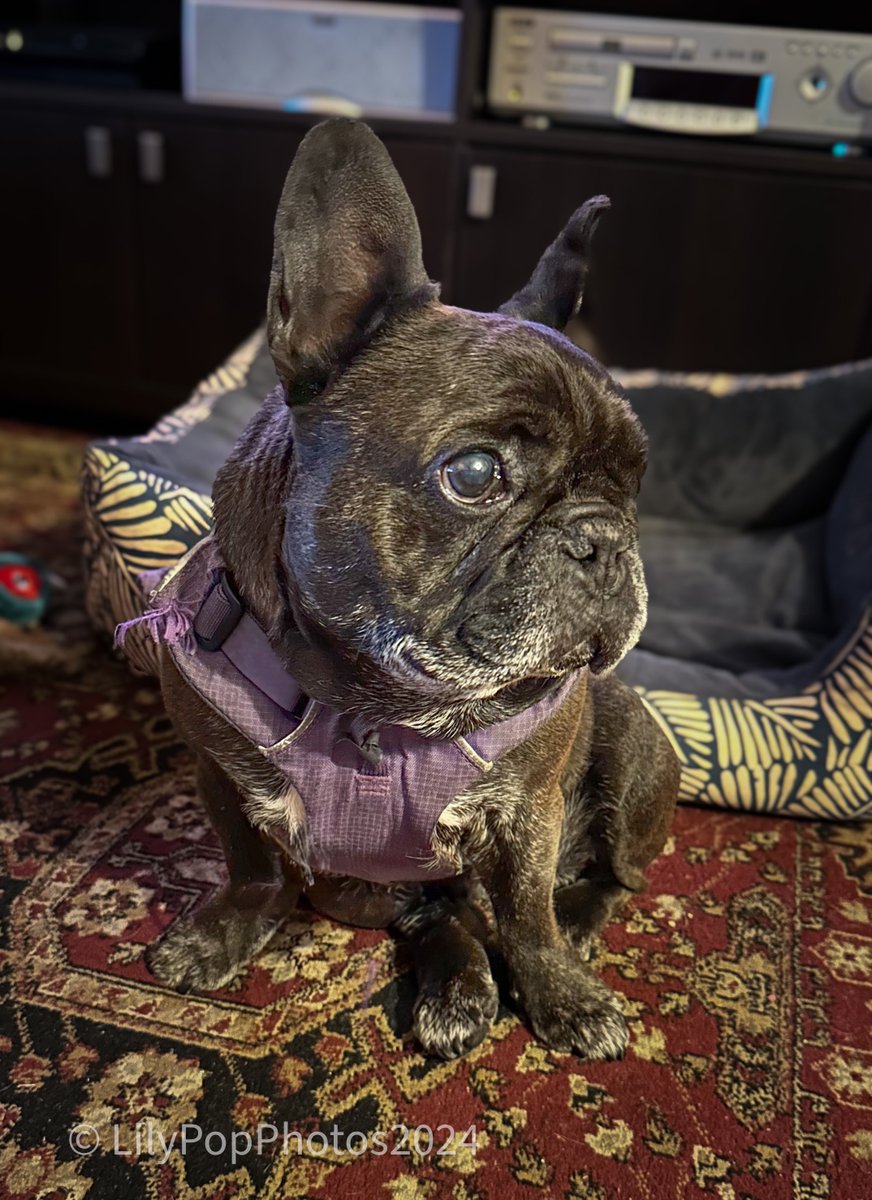 Diss iz me looking all winsome a demure (mumma's werds). Weelly it was dat I heard a packet of yummy foods being opened...yummm 🤤🤤
#dogsofX