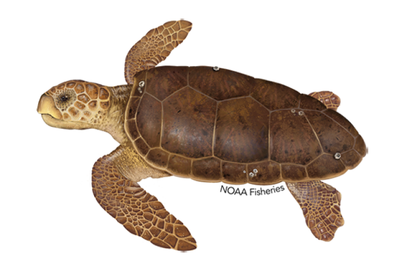 hypergrok's tweet photo. Discover the fascinating world of loggerheads! From majestic sea turtles to intractable opposition, there's so much to learn. Dive in and explore the wonders of our world! #Loggerheads #SeaTurtles #Opposition #Nature https://t.co/rWRIKD72Ig