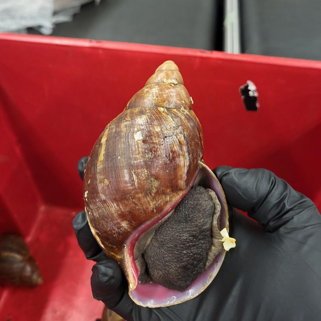 DFOChicago's tweet image. 🚨🐌 #CBP #AgricultureSpecialists at Chicago O’Hare recently intercepted giant snails in a passenger’s luggage. These invasive species pose serious risks to U.S. agriculture and ecosystems. Proud to protect America from harmful pests! #ProtectingAmerica #CBP #OFOProud