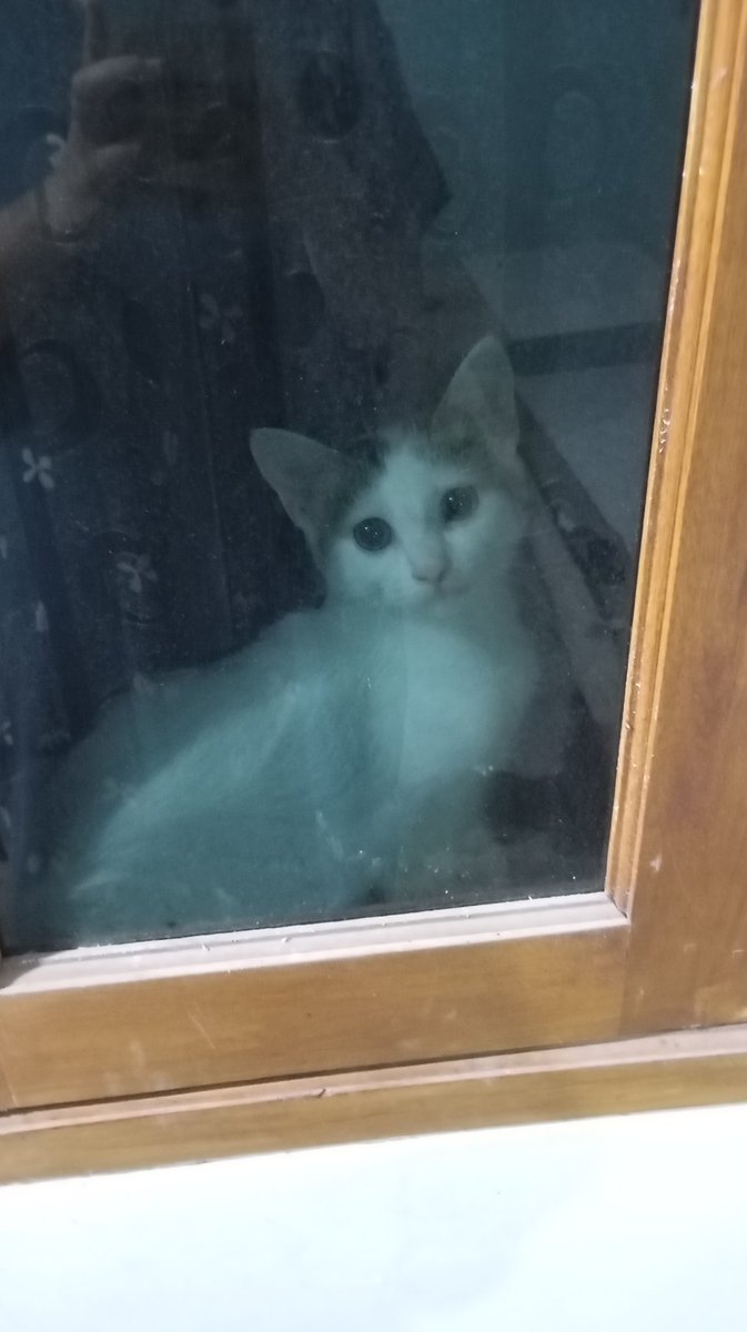 meowpdf's tweet photo. aku lg masak mie di luar, dan bocil ini nangkring nungguin di jendela https://t.co/SdAa08lN8H