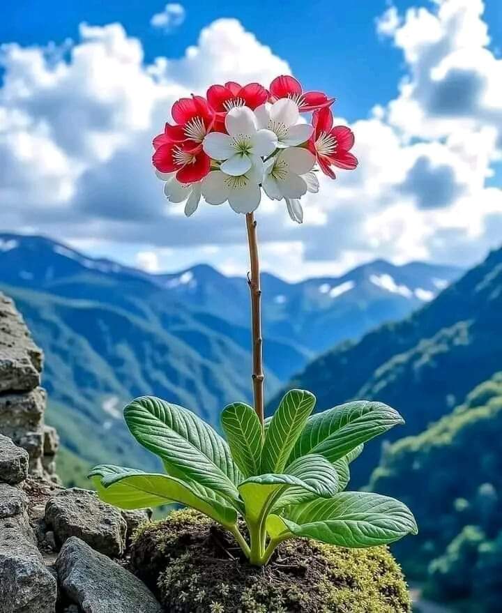 زندگی کا سبق کبھی بھی لوگوں کا تعارف جاننے سے حاصل نہیں ہوتا بلکہ ان کے اس سلوک میں پوشیدہ ہوتا ہے جو وہ آپ کے ساتھ کرتے ہیں۔۔۔۔

#نمود_عشق