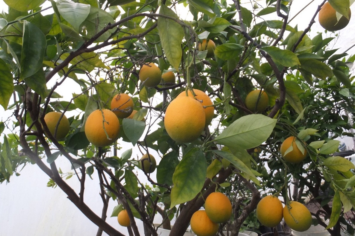 Bob Flowerdew tweet media