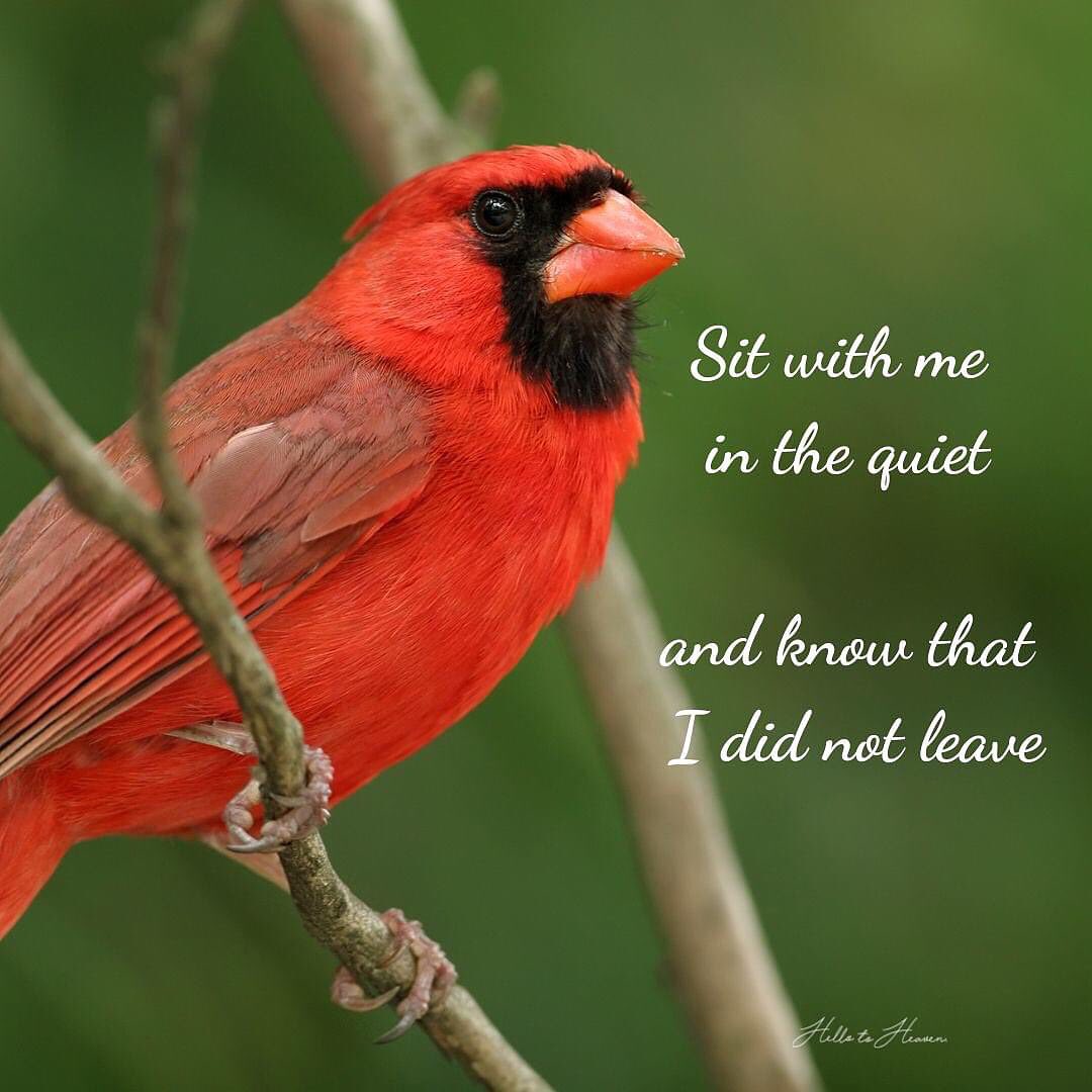 Cardinal Whispers tweet media