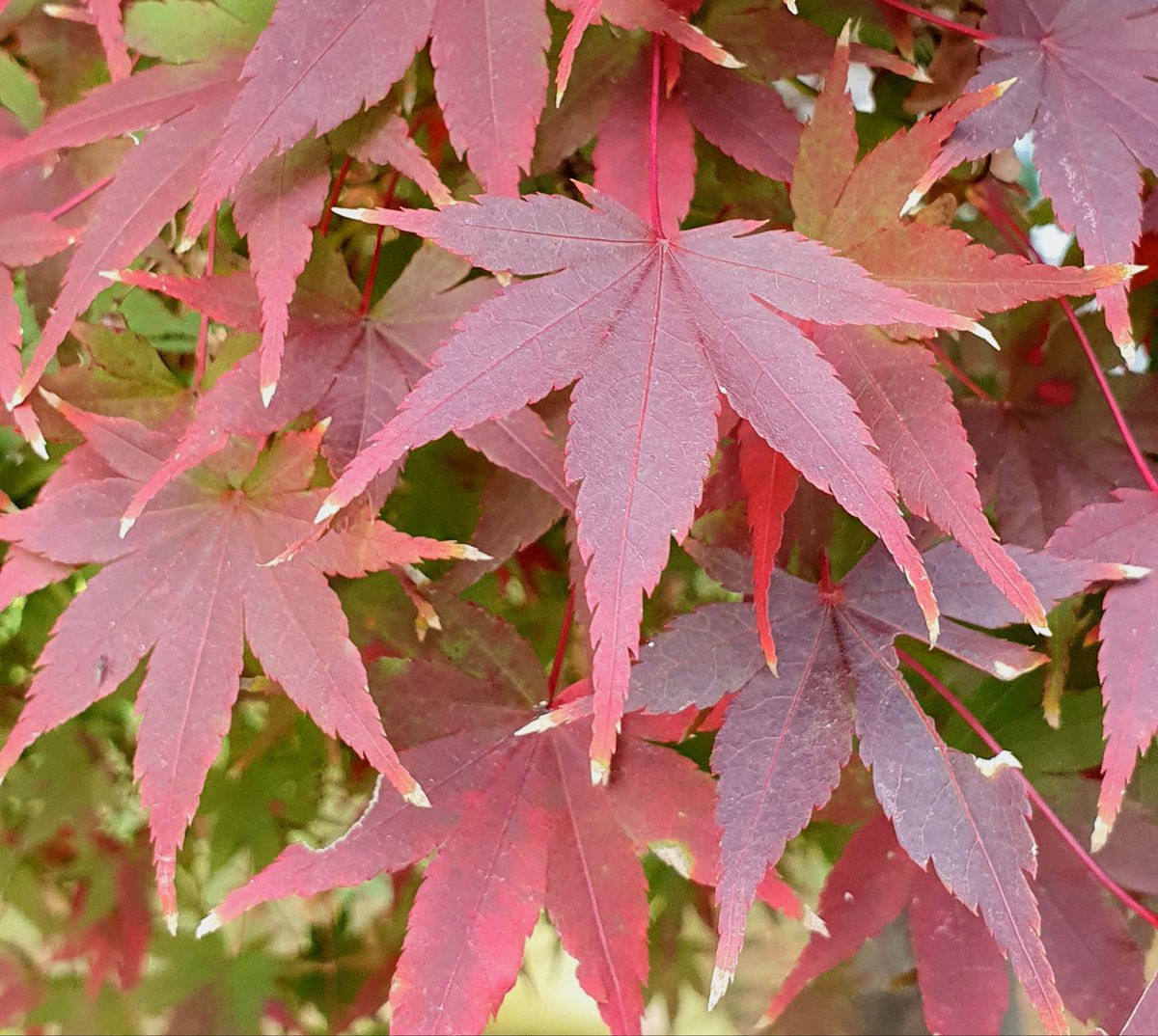 Mr.Rosemary tweet media