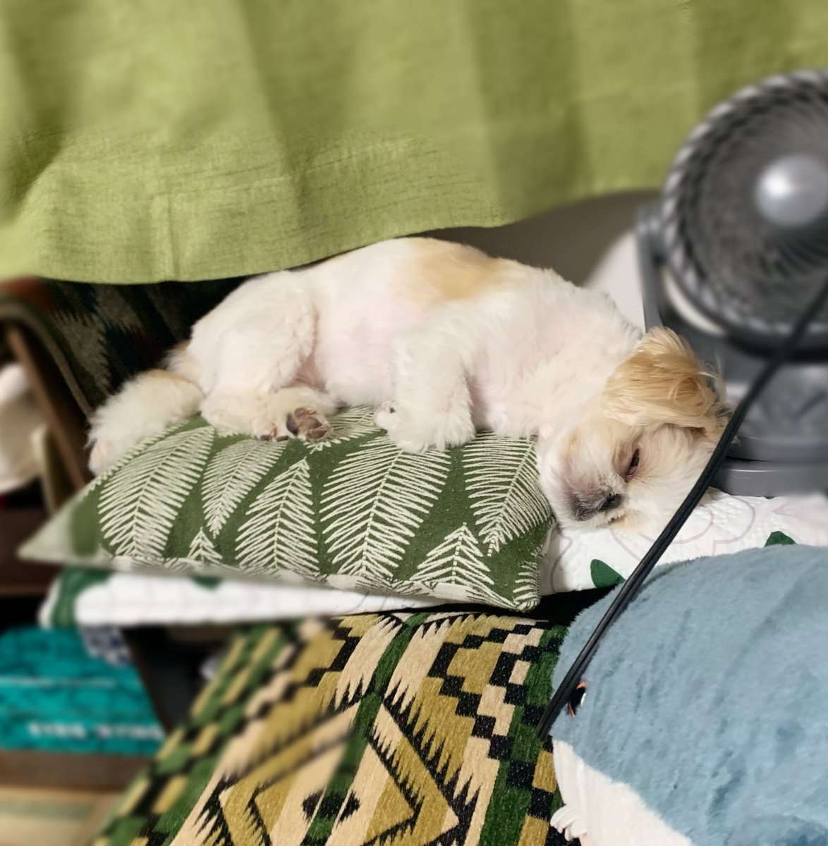 ドックランでシェルティと走り回り疲れたイッヌ🐶
シェルティに追いつけてはいなかった
