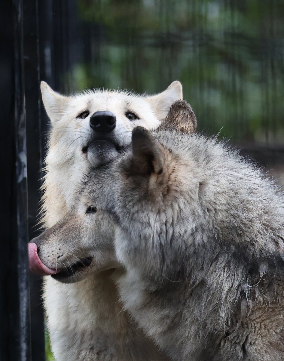 ヨモギ
ショウ
かわよ
#シンリンオオカミ