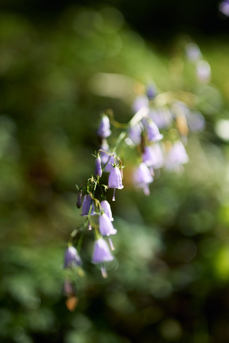 Oshinsan8's tweet photo. 美しい自然の贈り物。
#写真好きな人と繋がりたい
#ファインダー越しの私の世界
#キリトリセカイ
#花写真部
#Nikon
#私とニコンで見た世界 https://t.co/02ZC9Lw5q3