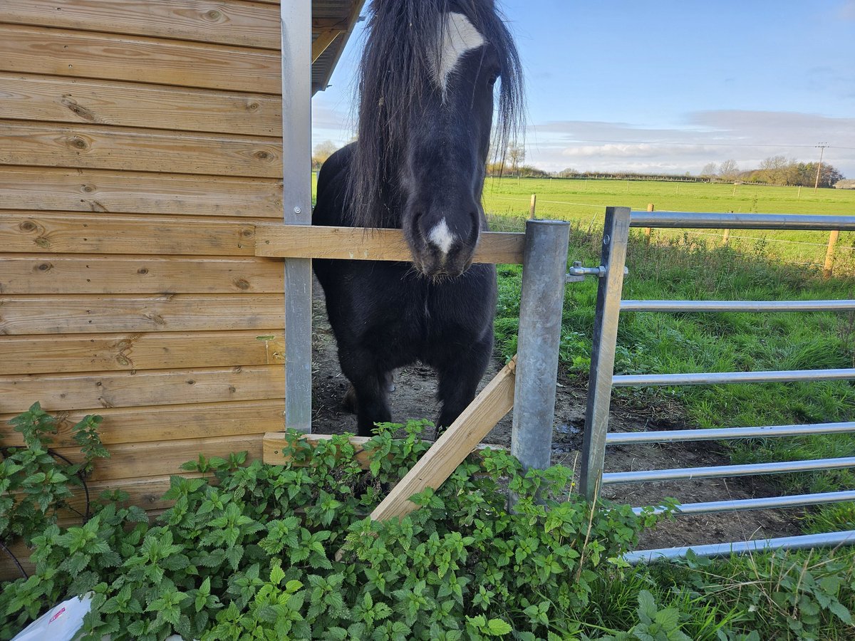 Eric says I should have been quicker with the polos because then he wouldn't have had to try and get through the fence to get them himself... 🙄