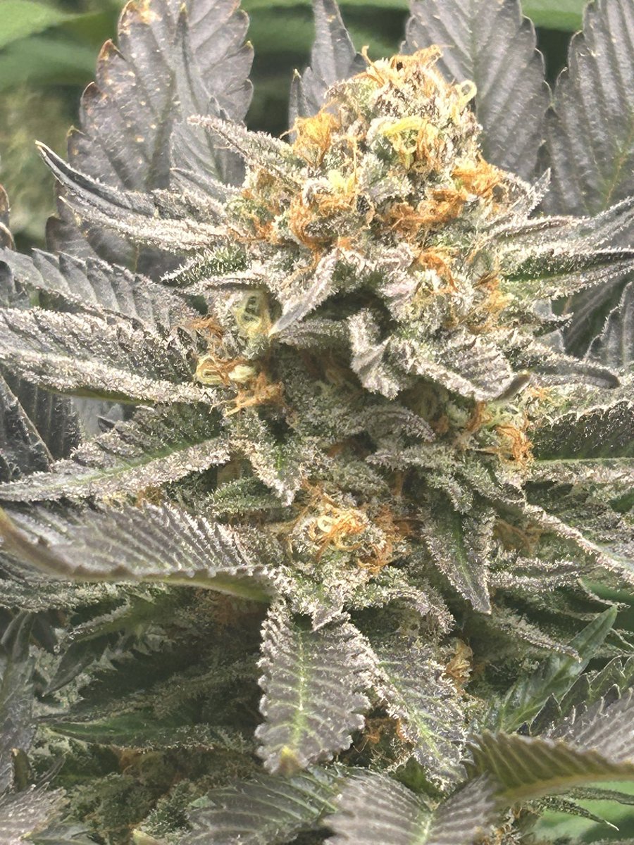 js_coy2's tweet image. Imaginez la légalisation en France #growyourown