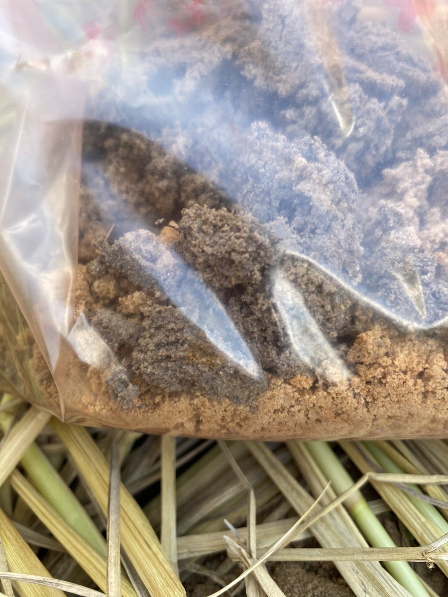 Vanina Guernier, PhD 🦠🧬 tweet media