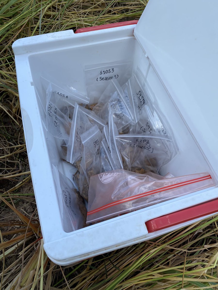 Vanina Guernier, PhD 🦠🧬 tweet media