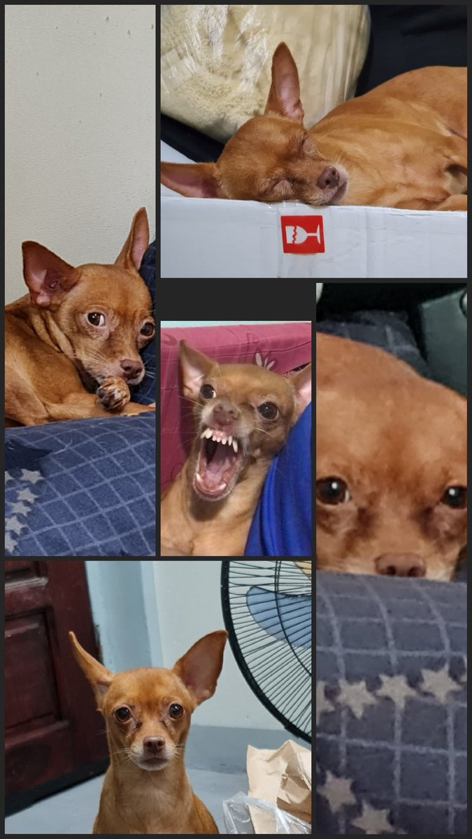 _Zer0Skill's tweet photo. Even though I wasn't your favorite human, you were still our first baby. I'll miss taking care of you.

Sayang, 'di na natin magagawa yung road trip natin with Bagel and your momma.

Rest now Coco, no more pain. Run free. https://t.co/II7BX95xSm