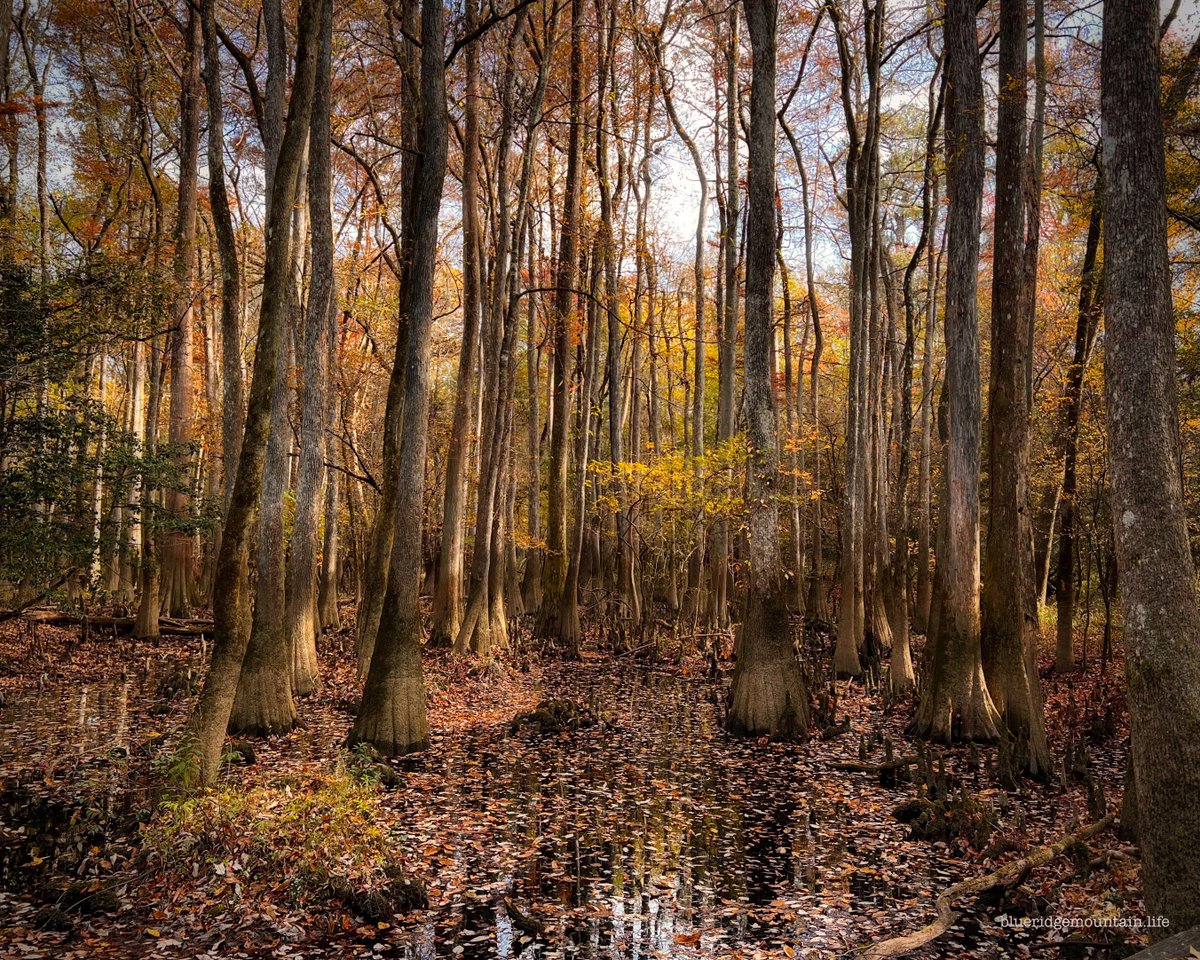 blueridgem_m's tweet photo. November in the swamps of South Carolina. #CongareeNP https://t.co/0bNBVUeTXS
