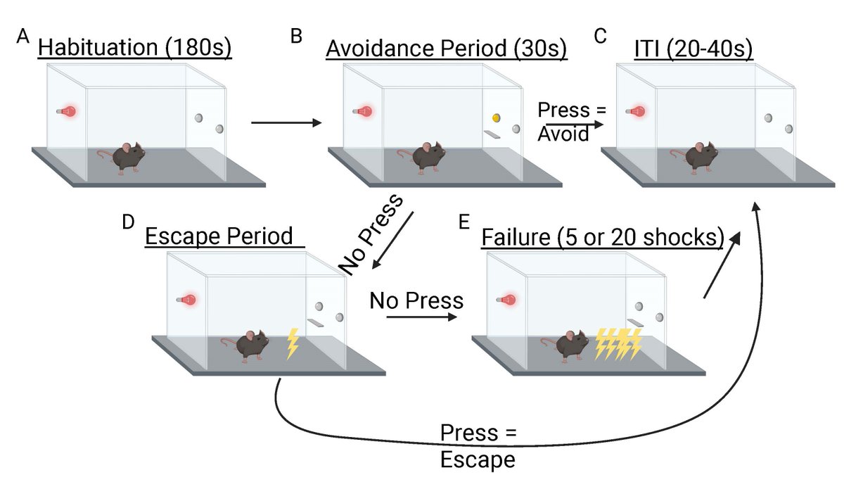 SfN Journals (@sfnjournals) on Twitter photo Crummy, <a href="/ahmari_lab/">Susanne Ahmari, MD, PhD 🔦🏠</a> et al. developed a behavioral paradigm for mice that allows scientists to probe the relationship between threat avoidance and anxiety alleviation, which drive the obsessive and compulsive behaviors that are characteristic of OCD. This was used to discover that Crummy, <a href="/ahmari_lab/">Susanne Ahmari, MD, PhD 🔦🏠</a> et al. developed a behavioral paradigm for mice that allows scientists to probe the relationship between threat avoidance and anxiety alleviation, which drive the obsessive and compulsive behaviors that are characteristic of OCD. This was used to discover that