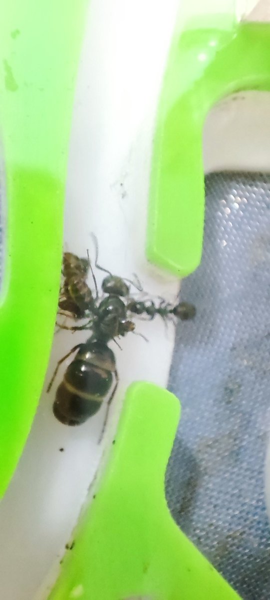 AivanFA's tweet photo. @ElReinoHormigas @el_hormigas hola! Me podríais decir que especies es? La capturé y en este momento tengo 5 nurses creo, pero han parado. No sé qué darles de comer, las semillas parece que no les gustan y alguna germina, les he dado moscas y parece que mejor. Gracias! https://t.co/NI4hxUG3d0