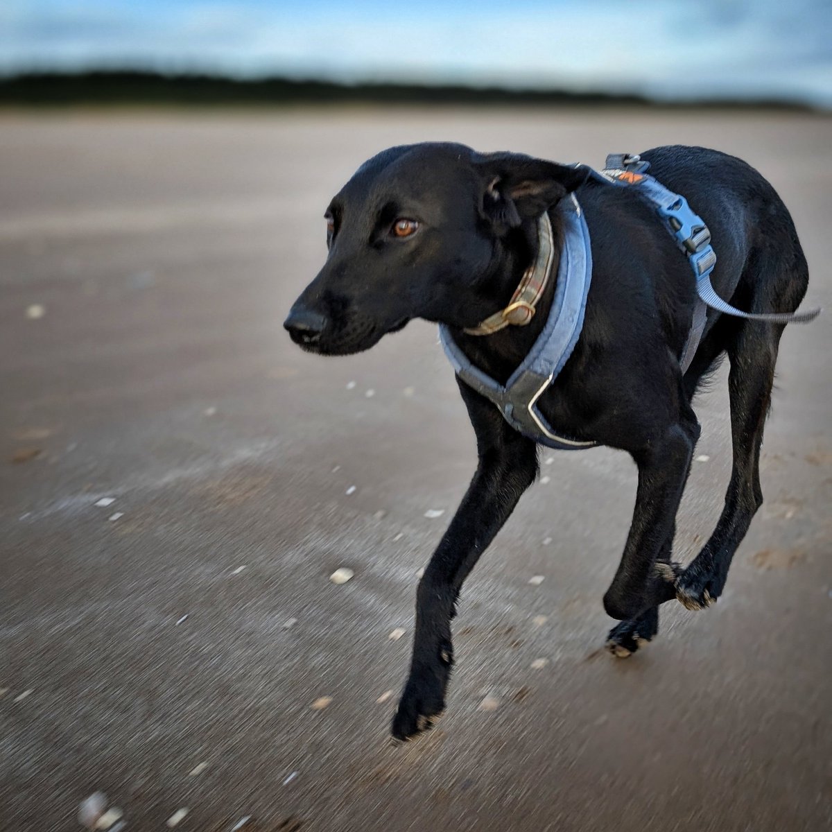 Another lovely morning at the beach. 
#photography #dogsoftwitter #dogsofx #Scotland