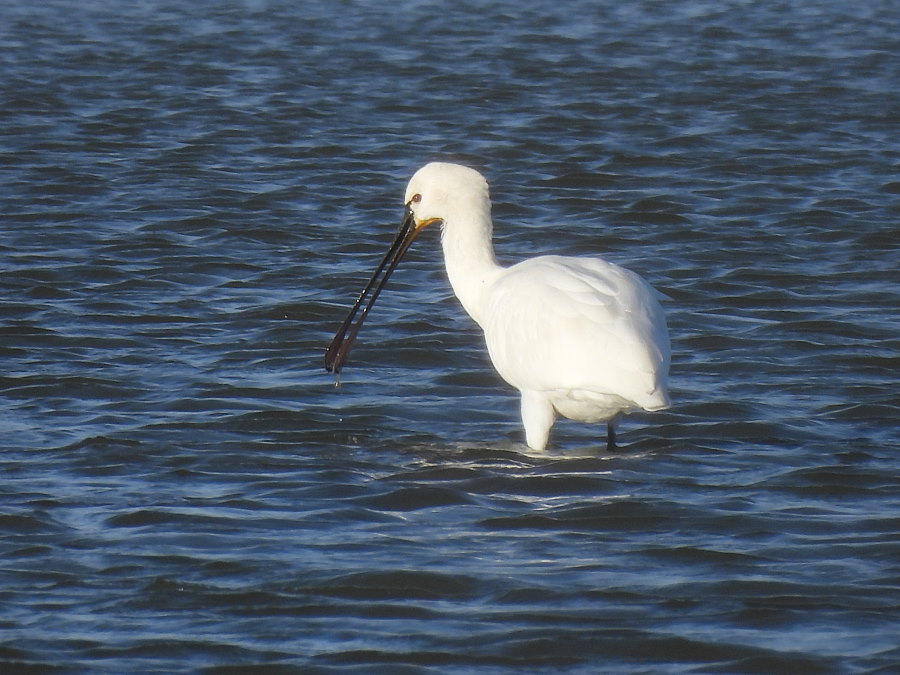 IanFouk's tweet image. Spoonbill &amp;amp; Pintail x3 males, Golden Plover this morning on west pond @RSPBSaltholme 
Great Egret was in the reeds on the east pond.
@teesbirds1
