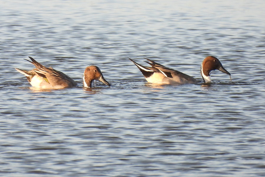 IanFouk's tweet image. Spoonbill &amp;amp; Pintail x3 males, Golden Plover this morning on west pond @RSPBSaltholme 
Great Egret was in the reeds on the east pond.
@teesbirds1