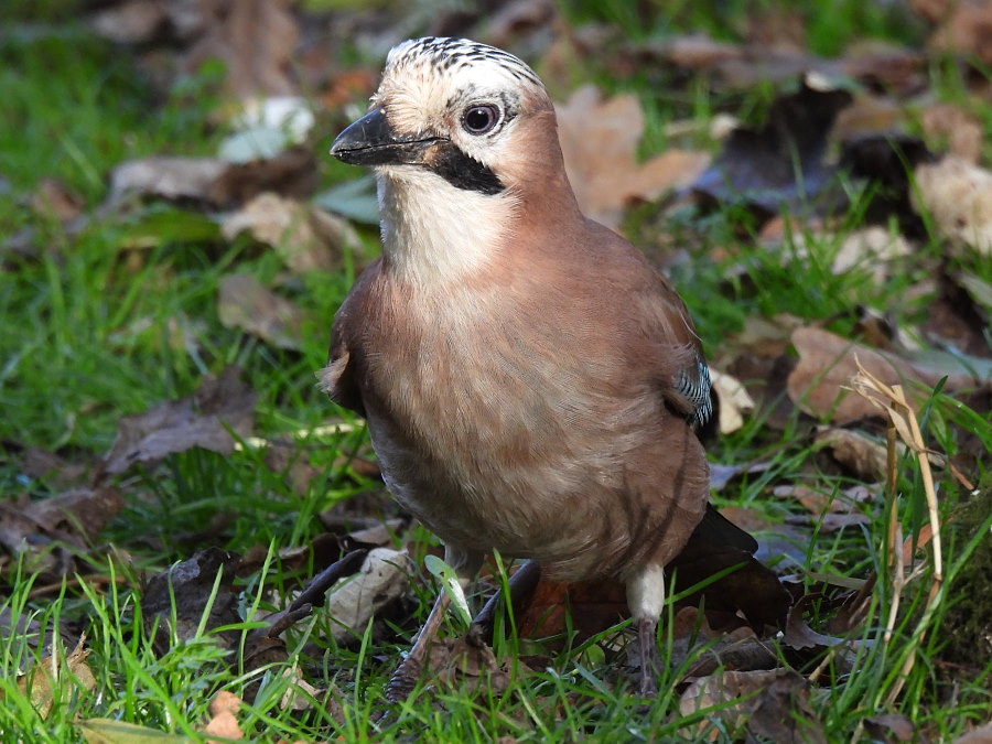 IanFouk's tweet image. Jay, Bullfinch m &amp;amp; f, Reed Bunting -am- Cowpen Bewley Woodland Park.
@teesbirds1
