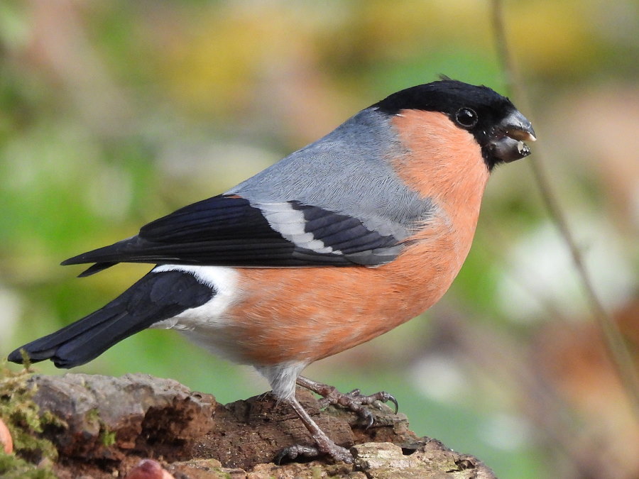 IanFouk's tweet image. Jay, Bullfinch m &amp;amp; f, Reed Bunting -am- Cowpen Bewley Woodland Park.
@teesbirds1