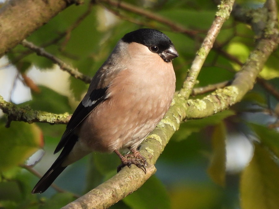 IanFouk's tweet image. Jay, Bullfinch m &amp;amp; f, Reed Bunting -am- Cowpen Bewley Woodland Park.
@teesbirds1