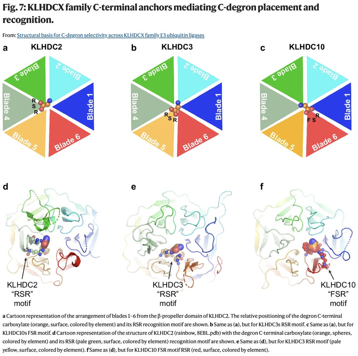 SagarChittori's tweet image. Thrilled to support #cryoEM research at @StJudeStructBio @StJudeResearch, I teamed up with
@Daniel_C_Scott and #SchulmanLab @MPI_Biochem in this beautiful work to uncover the structural basis of C degron selectivity in KLHDCX family E3 ubiquitin ligases 👉 rdcu.be/d0q6Y
