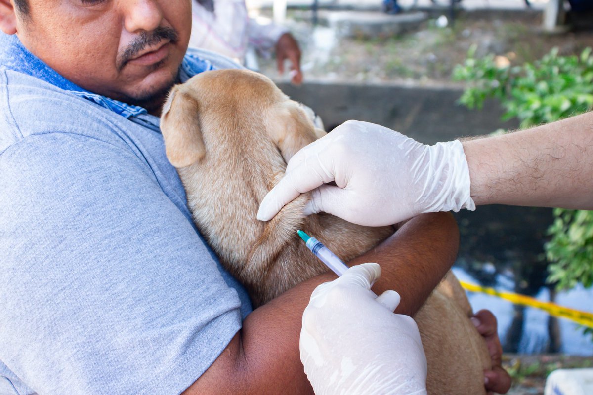 alcaldiabarranc's tweet photo. 🐾 ¡Juntos seguimos protegiendo a nuestras familias y a nuestros amigos de cuatro patas! 🐾

🎉 Gracias a tu compromiso y participación, seguimos avanzando para garantizar la protección de los animales y, con ello, la seguridad de toda la comunidad. https://t.co/cjby45jmsa