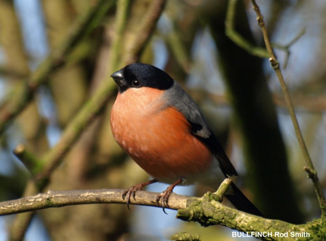 Titchfield Haven NNR- Hampshire County Council (@titchfieldhaven) on Twitter photo The colourful Bullfinch is always good to see on a grey day (TH photo-Rod Smith). Also: a rare sighting of a Lapland Bunting on the shoreline, Bearded Tit, Firecrest, Goosander, Marsh Harrier, Treecreeper, Kingfisher, 126 Sanderling, 57 Ringed Plover & 8 Eider <a href="/hantsconnect/">Hampshire County Council</a> The colourful Bullfinch is always good to see on a grey day (TH photo-Rod Smith). Also: a rare sighting of a Lapland Bunting on the shoreline, Bearded Tit, Firecrest, Goosander, Marsh Harrier, Treecreeper, Kingfisher, 126 Sanderling, 57 Ringed Plover & 8 Eider <a href="/hantsconnect/">Hampshire County Council</a>