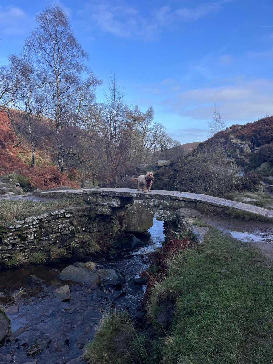 CockapooJuno's tweet image. Happy Saturday Furpals. Here I am on Bronte Bridge this morning near Howarth in Yorkshire. The bridge is named after a very famous lady called Emily Bronte who was very famous for writing a book called Wuthering Heights (a very long time ago). She lived nearby !!