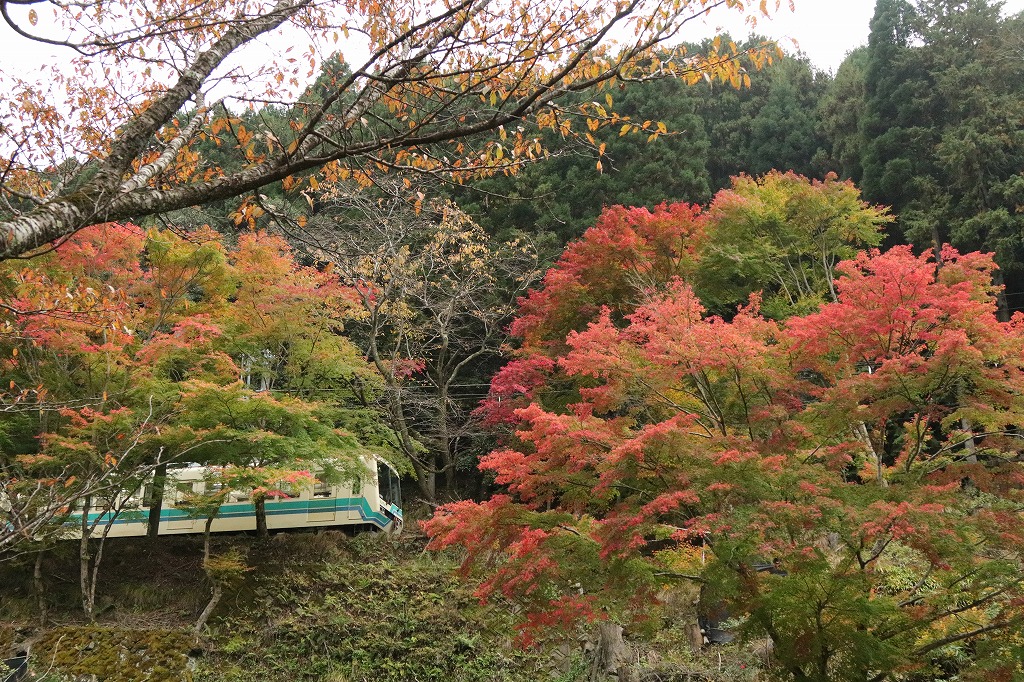 eizandensha's tweet photo. 今日の「もみじのトンネル」と二ノ瀬駅です。
（2024年11月16日撮影）

#叡電 #叡山電車 #紅葉 #京都 #kyoto https://t.co/HYPiQGIsnd