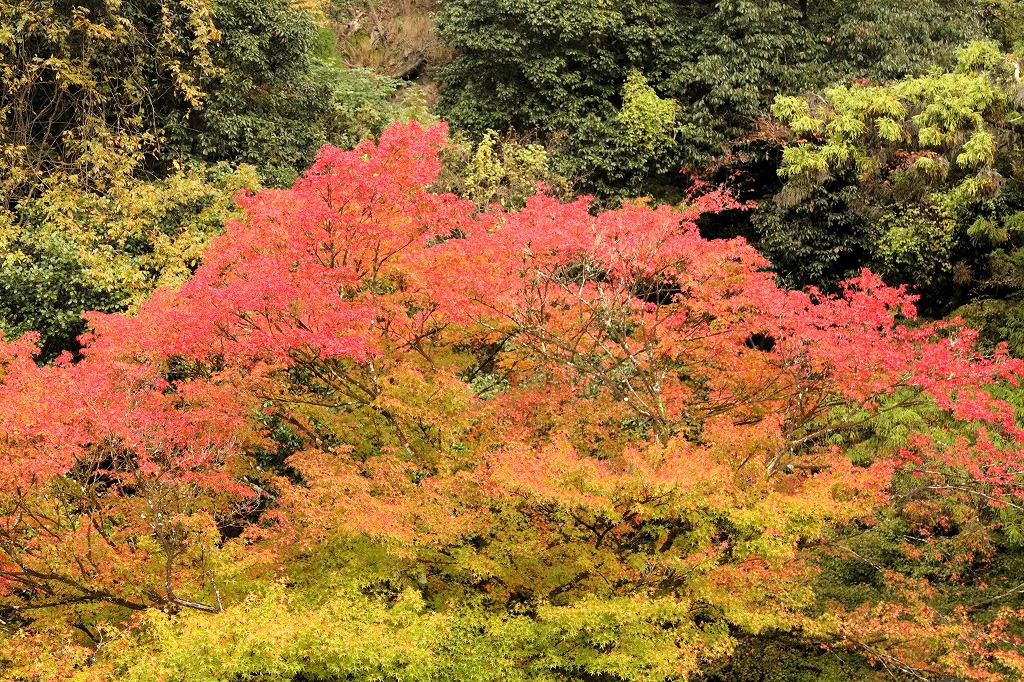 eizandensha's tweet photo. 続いて、貴船口駅と駅周辺の紅葉です。
（2024年11月16日撮影）

見頃のもみじもありました。

#叡電 #叡山電車 #紅葉 #貴船 #京都 #kyoto https://t.co/GmiCnmonLP