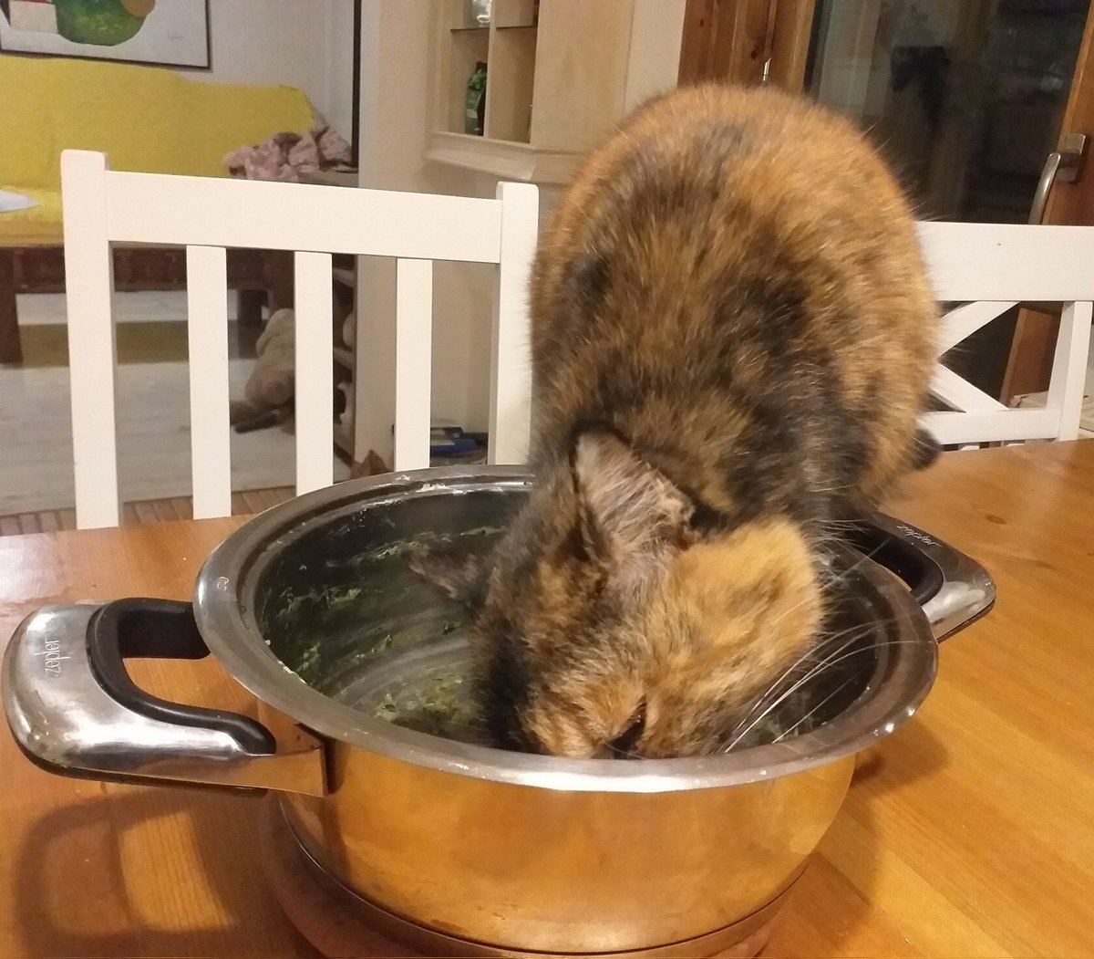 Špinača in pire krompir. 😳
Tatinska mačka je očitno šla med vegetarijance.
#OmoNamizniMuc