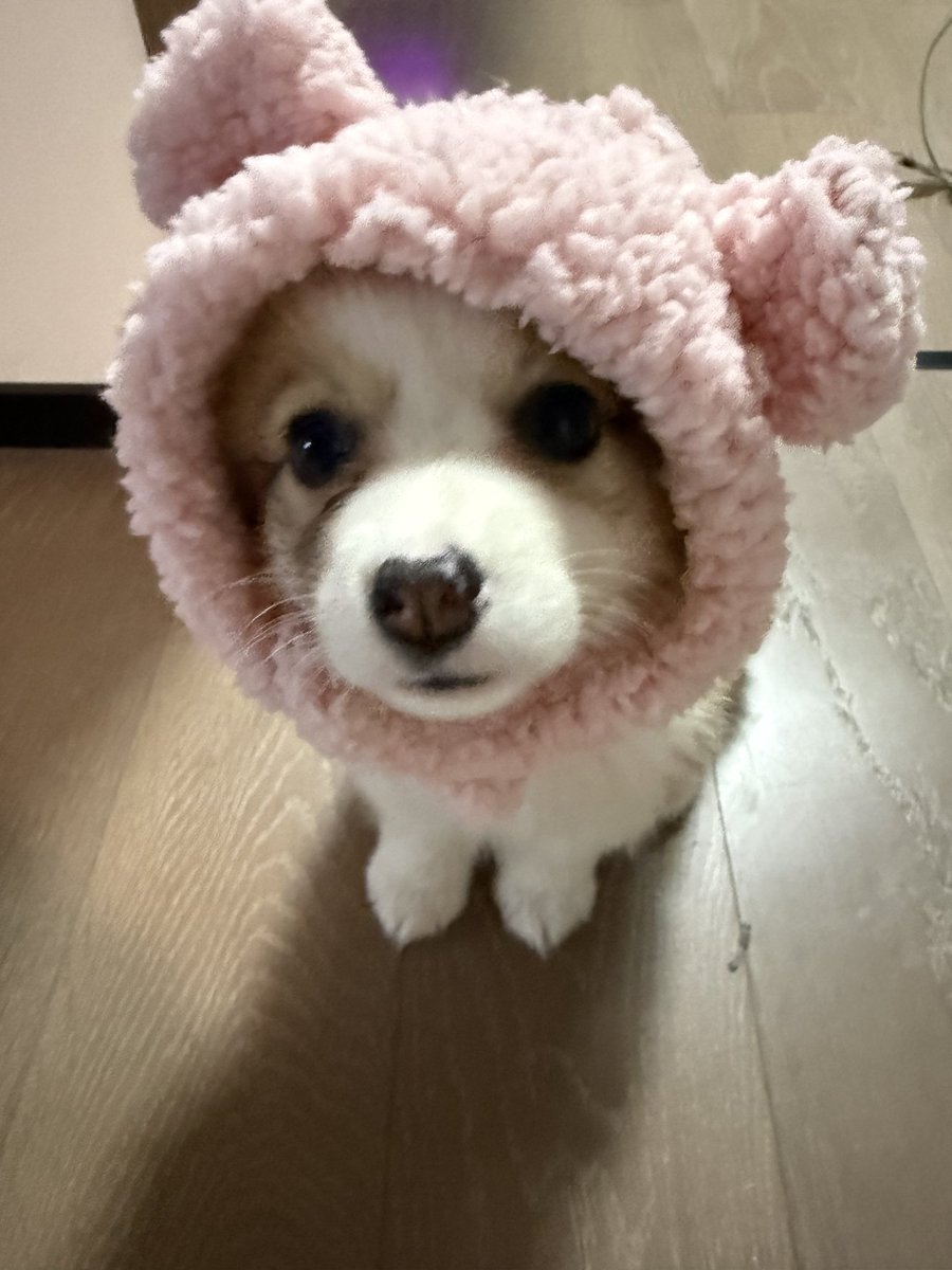 不冲土狗了，养了只 #wif 🐶