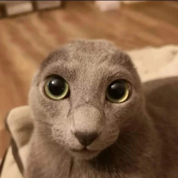 Punch Cat (@punchingcat) on Twitter photo 