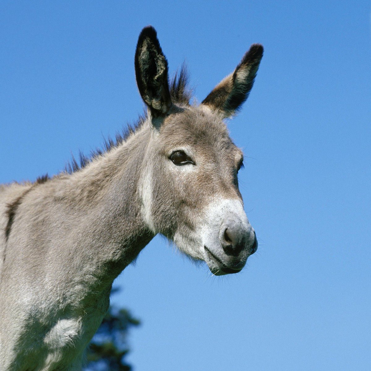 GIIDE0N's tweet photo. Bayrische Menschen wenn sie „ich auch“ sagen: https://t.co/0Z794o4gpV