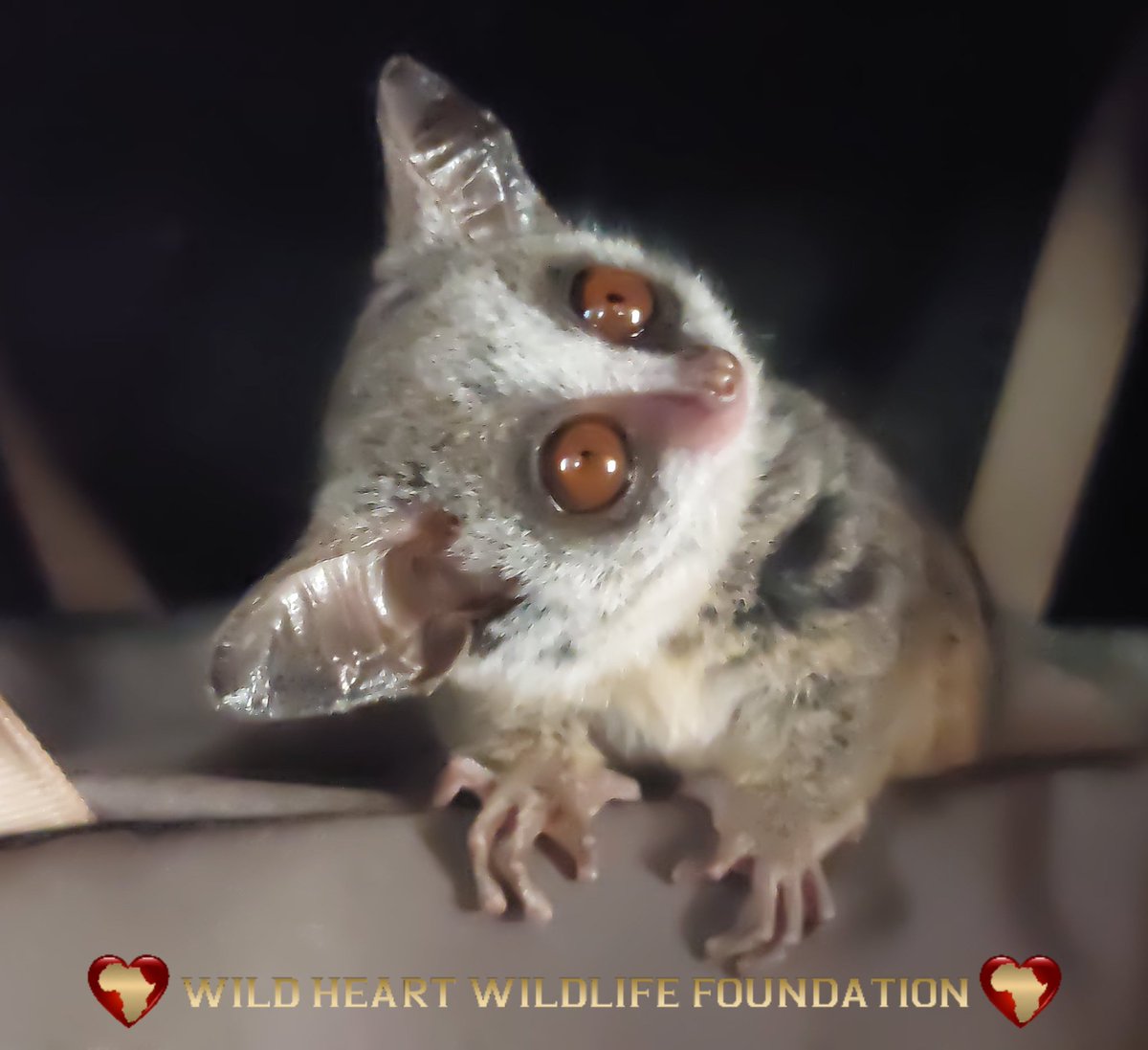 $APPL <a href="/applebushbaby/">@applebushbaby</a> Looking around for reasons as to why you haven't gotten on board the #RocketShip yet. 🤔🤑🐾
#RealLifeRescue holding 1% at Wild Heart Wildlife Foundation. 🍎🔥